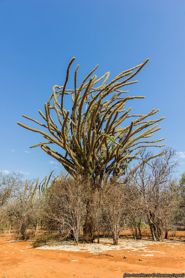 Дидиерея мадагаскарская (Didierea madagascariensis) в районе Анакау 
наклонена 
из-за постоянных ветров. Наклон деревьев местные используют для ориентирования в 
лесу.