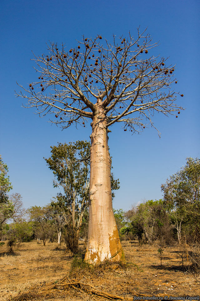 Баобаб за - большое лиственное дерево с толстым стеблем, около 
10-40 метров в высоту и около 6 метров в диаметре.
Эндемик северо-запада Мадагаскара. Встречается на западе Мадагаскара в провинциях 
Махадзанга, Анциранана и Тулиара.
Дерево широко в основании и сужается к верхушке.