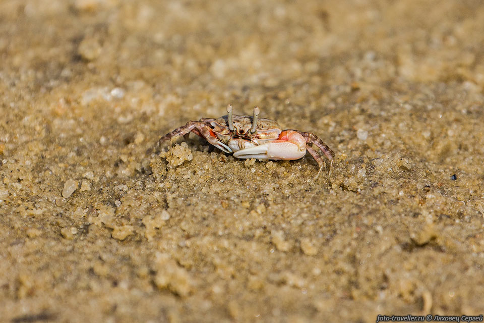 Манящий краб, краб-скрипач (Uca Sp., Fiddler crab, Calling 
crab)
В этот род входит около 100 видов. 
На картинке краб видимо относится к одному из трех основных видов:  Uca pugilator, 
Uca tetragonon, Uca perplexa.
Отличительная особенность самцов этого краба - непропорционально огромная правая 
клешня.