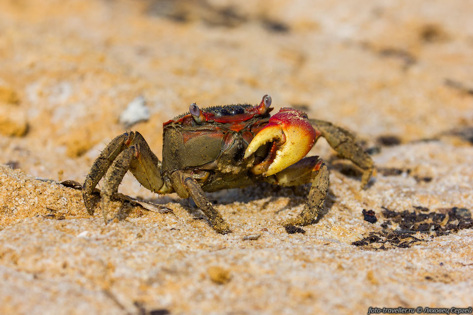 Мангровый краб (Sesarma meinertii, Mangrove Crab)