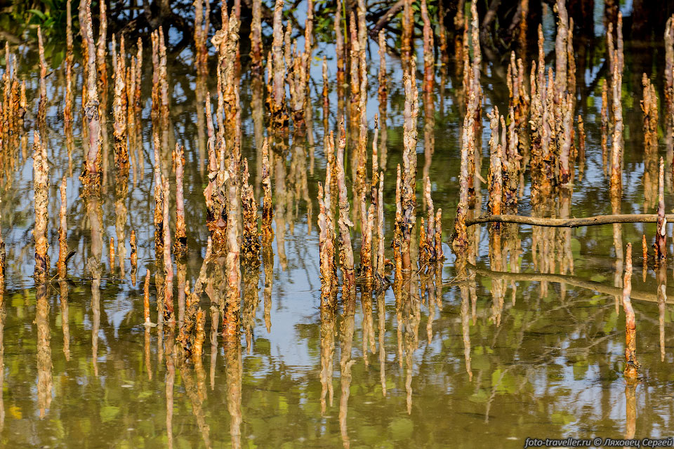 Дыхательные корни мангров, не затопляемые во время приливов.
Через них дерево получает дополнительный кислород.
Мангровые леса растут на побережьях, в местах, защищенных от энергии волн.