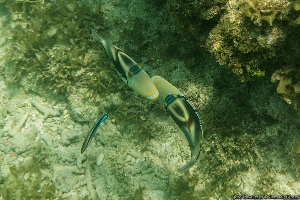 Расписной спинорог, колючий ринекант (Rhinecanthus aculeatus, 
Picasso Trigger fish).
Ринекант обитает в морях индо-тихоокеанской области.