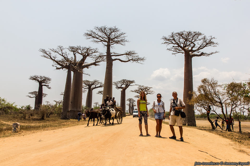 Смотрим Аллею баобабов (Avenu du Baobab, Allee des Baobabs) 
- одну из самых известных достопримечательностей Мадагаскара. 
Туристов тут много, и продавцов и попрошаек тоже.