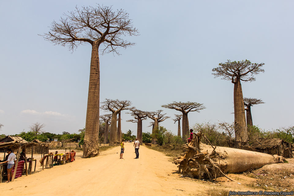 Баобаб Грандидье, Адансония Грандидье (Adansonia grandidieri, 
Grandidier's baobab) - эндемик Мадагаскара, один из шести видов баобабов на острове.