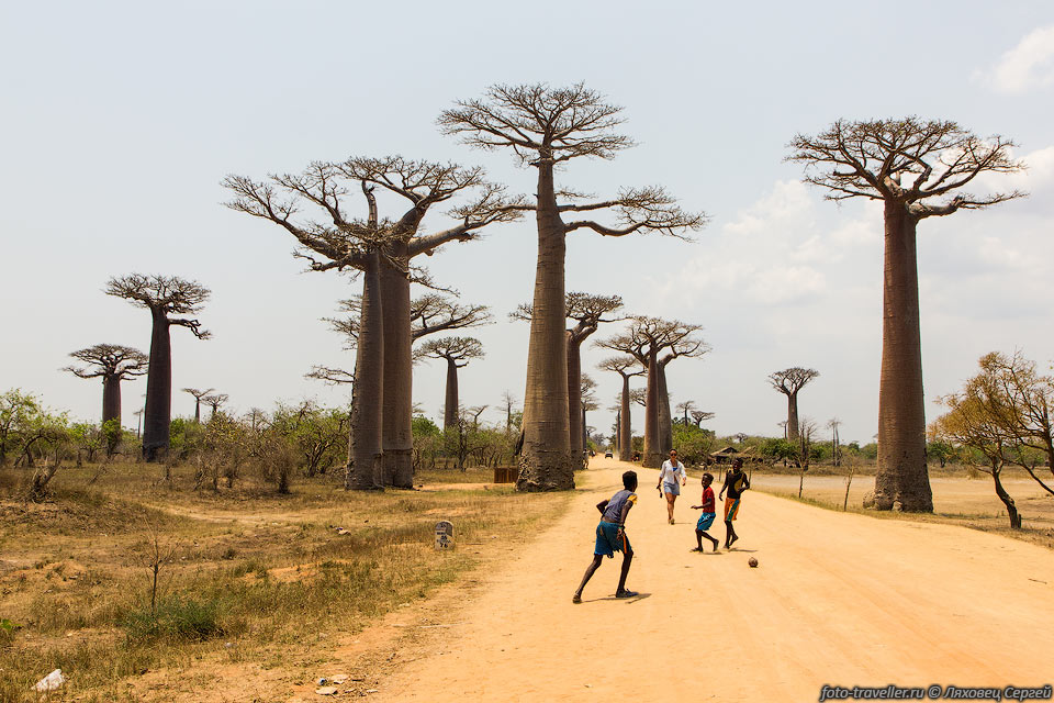 Баобаб Грандидье был описан в 1893 году французским врачом и ботаником 
Анри Эрнестом Байоном и назван им в честь другого французского ботаника - путешественника 
и исследователя Мадагаскара Альфреда Грандидье, который упоминал об этом дереве.