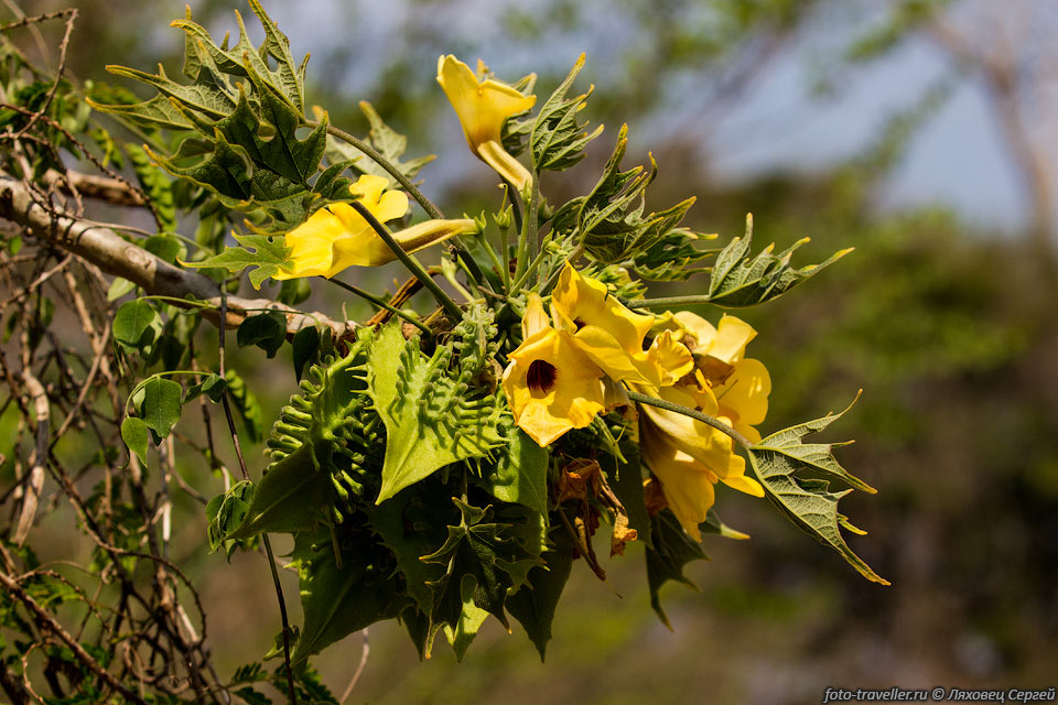 Ункарина Леандри (Uncarina leandrii).
Это необычное растение - эндемик Мадагаскара.