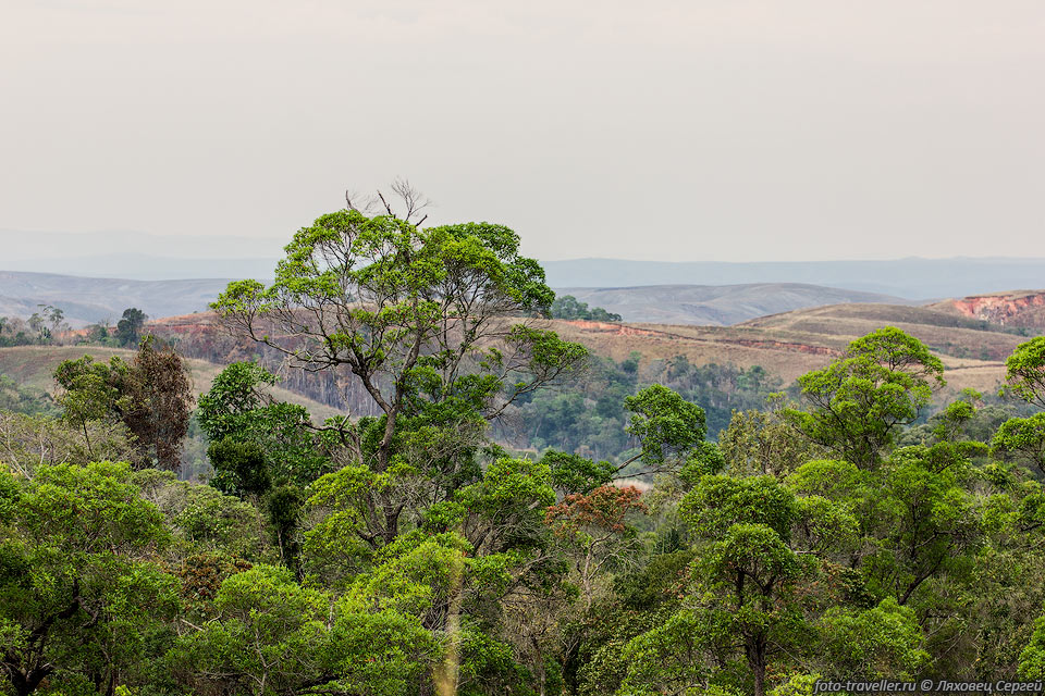 Немногочисленные деревья - остатки былых лесов Мадагаскара