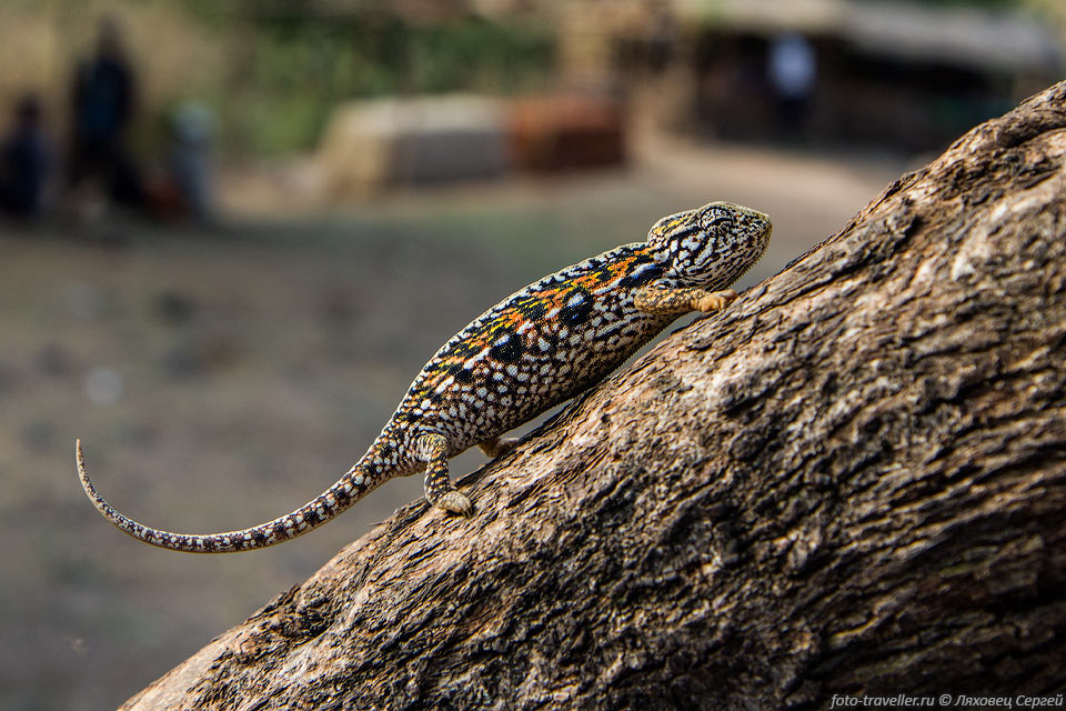 Ковровый хамелеон, жемчужный хамелеон (Furcifer lateralis, 
Carpet chameleon, White-lined chameleon) - вид ящериц из семейства хамелеонов, эндемик 
Мадагаскара.