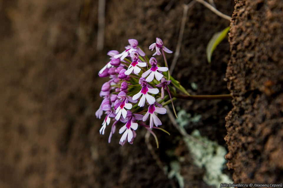 Цветок растения относится к семейству орхидные