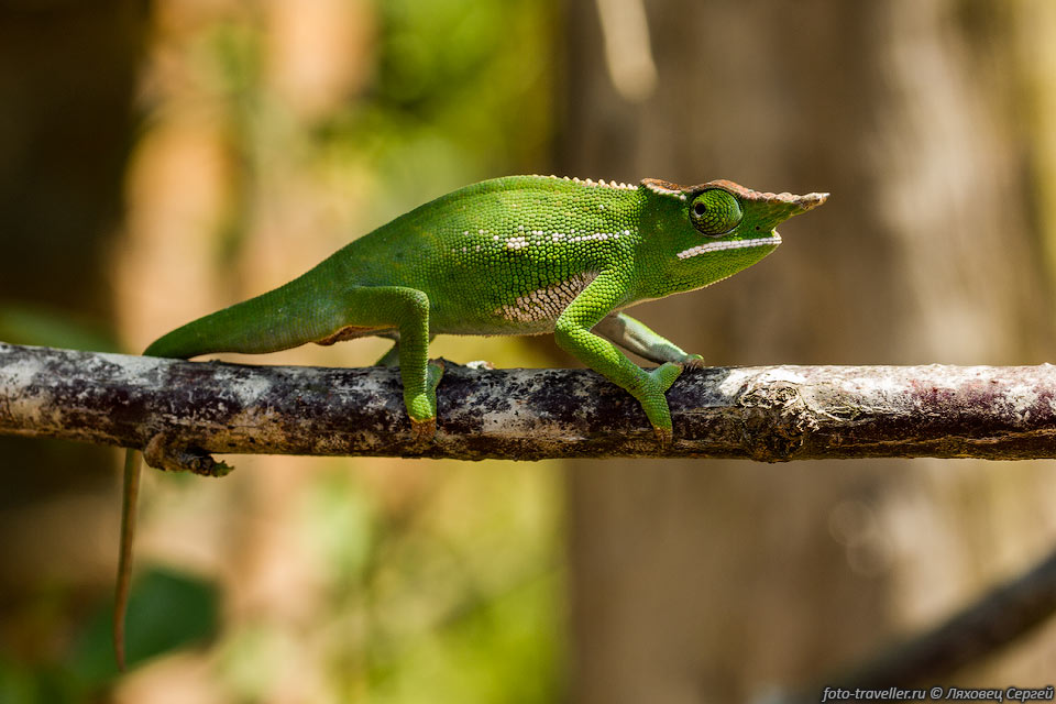 Хамелеон Канопи (Furcifer willsii, Canopy chameleon, Will's chameleon, 
Furcifer Chameleon) - эндемик Мадагаскара.