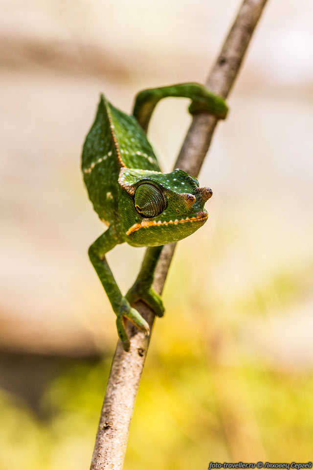 В парке Мадагаскар Экзотик гид достает хамелеонов из клетки и 
цепляет на дерево, 
чтобы их можно было рассмотреть и сфотографировать