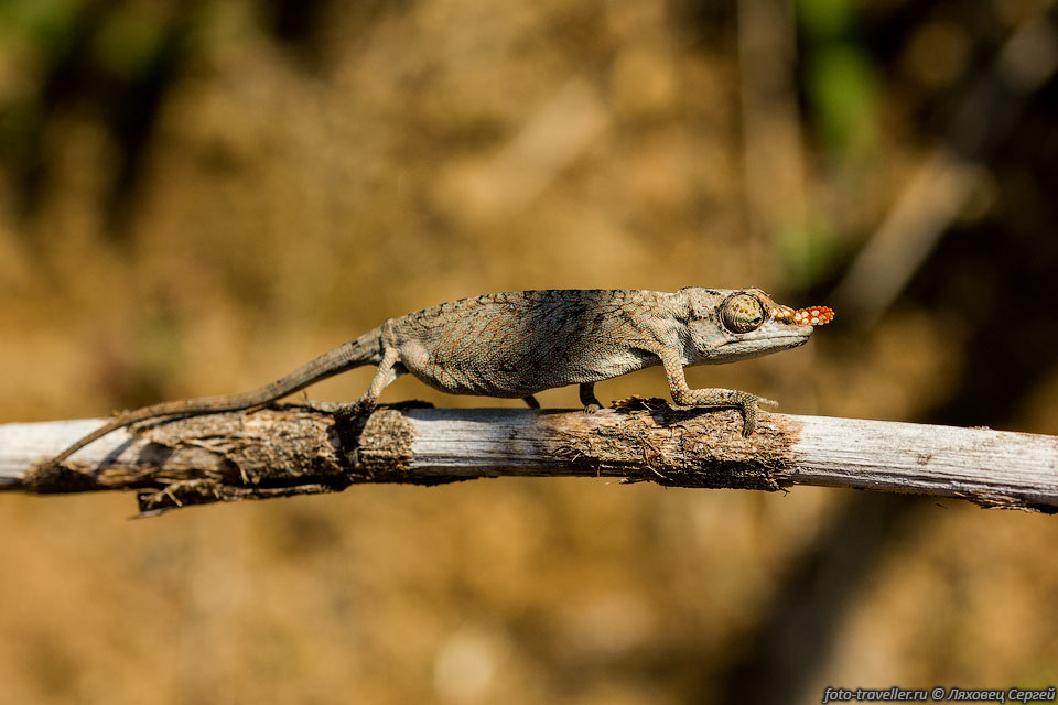 Самка длинноносого хамелеона (Calumma gallus, Blade 
chameleon, Long-nosed chameleon, Lance-nosed chameleon).
Эндемик восточного Мадагаскара.