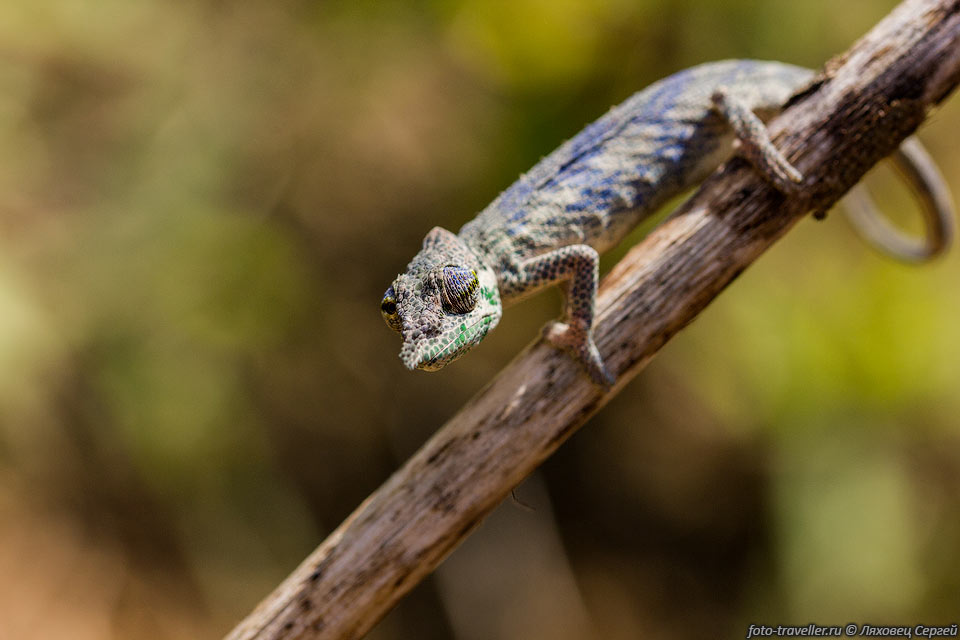Вероятно это мадагаскарский носатый хамелеон (Nose horned chameleon, 
Calumma nasutum).
Парк Мадагаскар Экзотик.