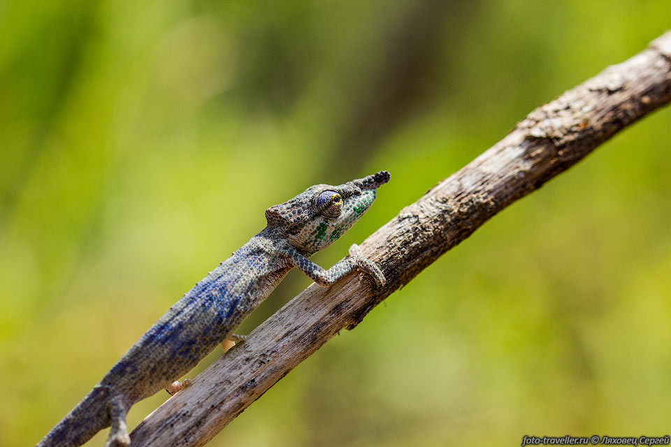 Вероятно это мадагаскарский носатый хамелеон (Nose horned chameleon, 
Calumma nasutum)