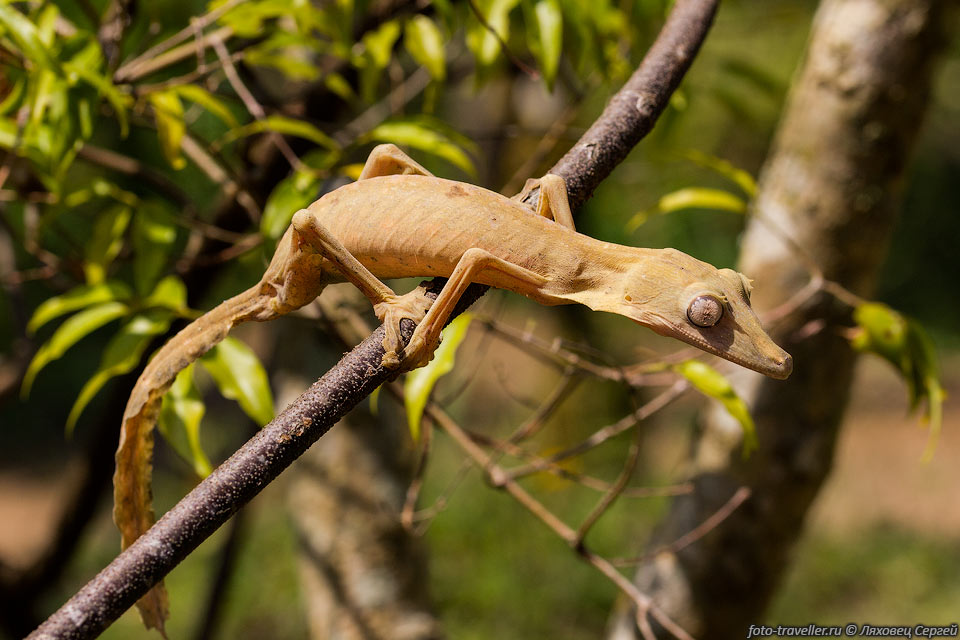 Линейчатые плоскохвостные гекконы (Uroplatus lineatus) живут на 
деревьях в тропических лесах и на бамбуковых растениях.
Достигает длины 27 см. По телу идёт продольные полоски, глаз окрашен в цвет тела. 
Питается насекомыми. 
Меняет окраску в зависимости от времени суток.