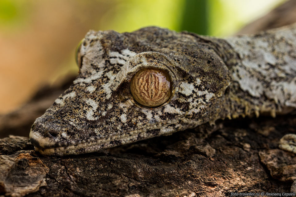 Мадагаскарский плоскохвостый геккон (Uroplatus fimbriatus, Common 
leaf-tail gecko) - самый крупный и известный вид рода плоскохвостых мадагаскарских 
гекконов.
Населяет Мадагаскар и соседние острова Нуси-Бе и Мингабе.