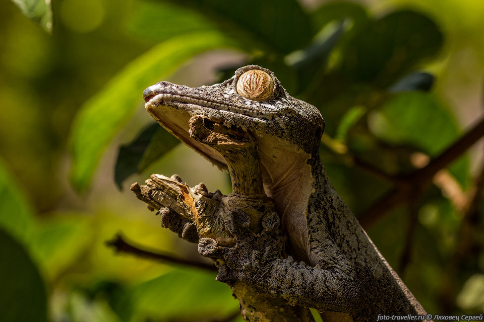 Мадагаскарский плоскохвостый геккон достигает 25 см 
в длину, из которых примерно треть составляет хвост, отороченный широкой складкой 
кожи.
Кожные бахромчатые выросты имеются также по сторонам головы и тела и на наружной 
стороне конечностей.