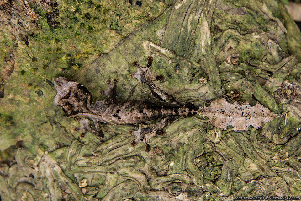 Фантастический листохвостый геккон (Uroplatus phantasticus, 
Satanic leaf-tailed gecko, Fantastic leaf tailed gecko) - мастер маскировки.