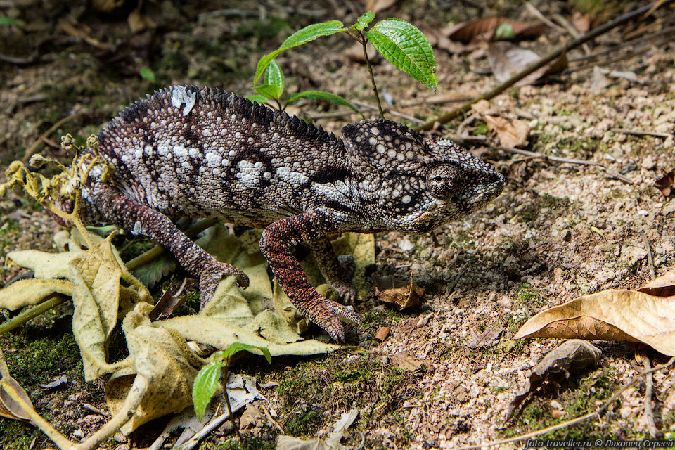 Хамелеон Верукозус, Хамелеон бородавчатый (Furcifer 
verrucosus, Warty chameleon, Spiny chameleon, Crocodile chameleon).
Этот эндемик Мадагаскара впервые описан Жоржем Кювье в 1829 году.