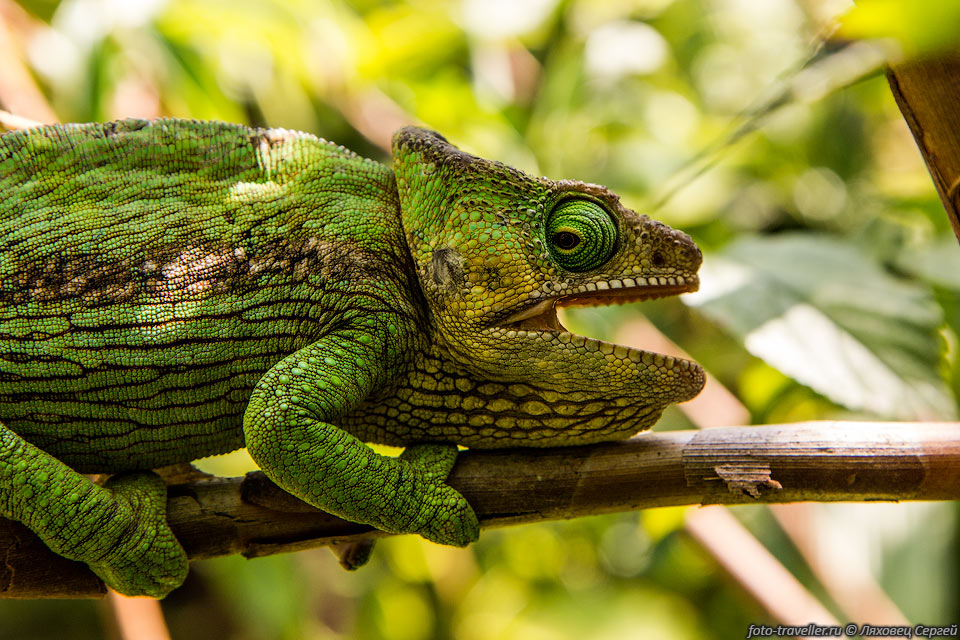 Хамелеон Парсона (Calumma parsonii, Parson's Giant Chameleon).
Самка с открытым ртом в парке Мадагаскар Экзотик.