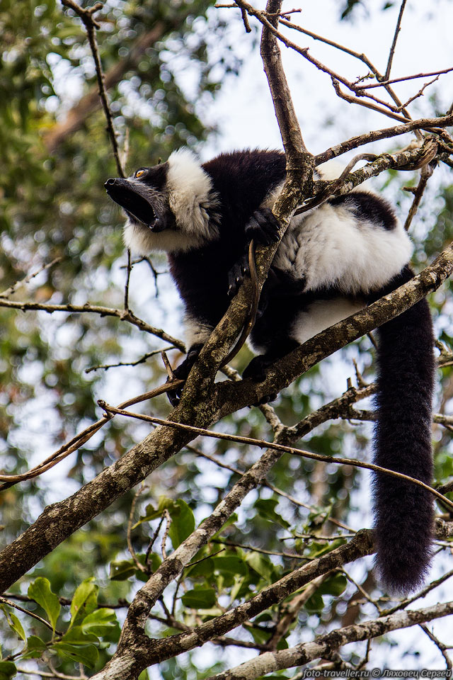 Лемур вари (Varecia variegata, Black-and-white ruffed 
lemur) в парке Вакуна. 
Как все лемуровые, является эндемиком Мадагаскара. Обитает в дождевых лесах на востоке 
острова на высоте до 1200 м над уровнем моря.