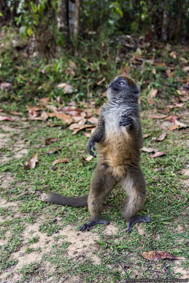 Серый лемур, серый кроткий лемур, серый гапалемур (Hapalemur griseus, 
Eastern grey bamboo lemur).
Эндемик Мадагаскара. Питается в основном бамбуком.