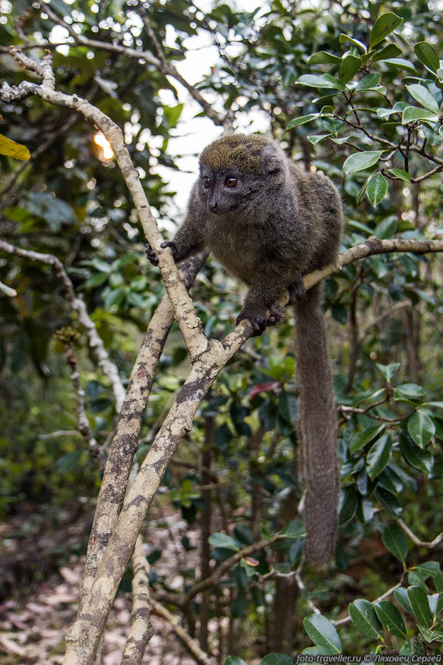 Серый лемур, серый кроткий лемур, серый гапалемур (Hapalemur griseus, 
Eastern grey bamboo lemur).
Цвет шерсти - серый, часто с красноватой отметиной на голове.
В длину составляет в среднем 28 см, хвост длинный, в среднем 36 см.
Описано три подвида данного лемура.