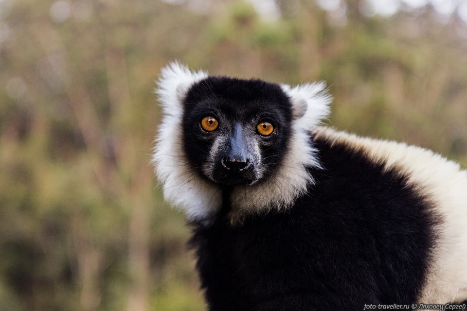 Лемур вари (Varecia variegata, Black-and-white ruffed 
lemur). 
Лемуры в среднем тратят около 28% своего времени на питание, 53% отдыхают, а последние 
19% общаются и перемещаются.