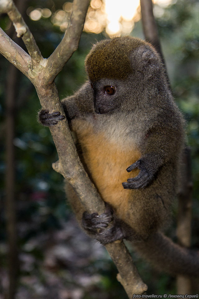 Серый лемур, серый кроткий лемур, серый гапалемур (Hapalemur griseus, 
Eastern grey bamboo lemur) в парке Вакуна