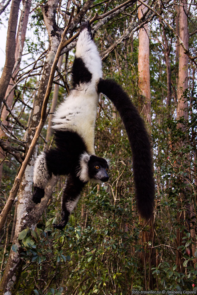 Лемур вари (Varecia variegata, Black-and-white ruffed lemur).