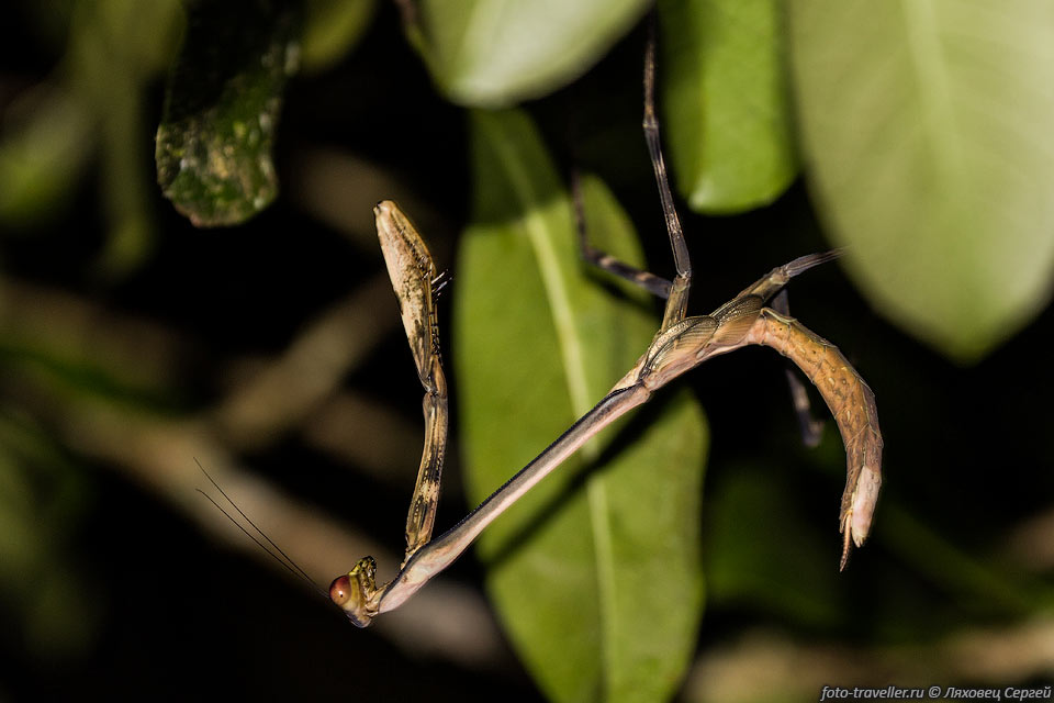 Какой-то вид богомола на Мадагаскаре.
Богомоловые (Mantodea, Mantises) - отряд насекомых включающий более 2800 видов.