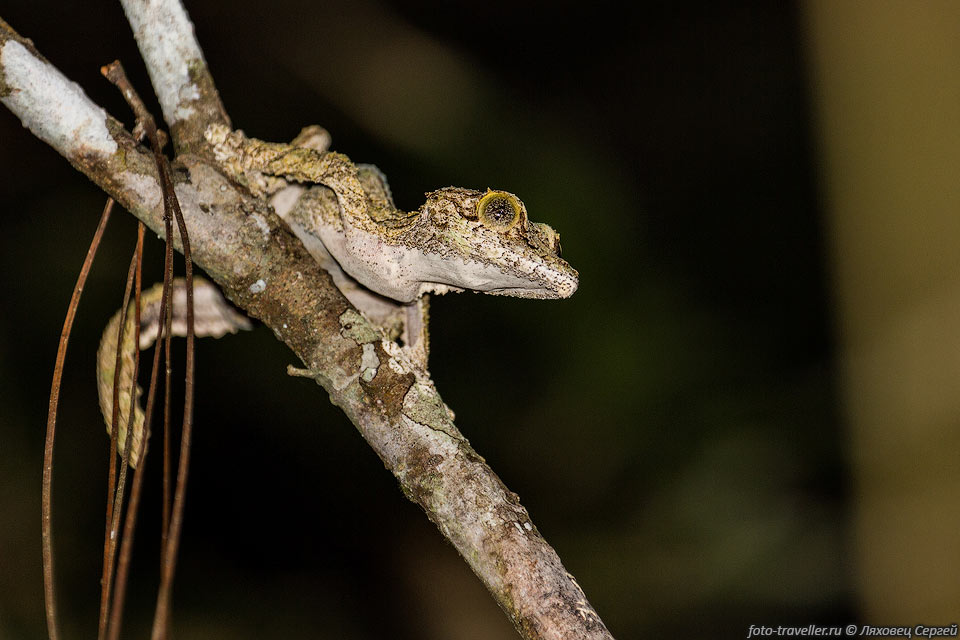 Мадагаскарский плоскохвостый геккон (Uroplatus fimbriatus, common 
leaf-tail gecko) в парке Мициндзо