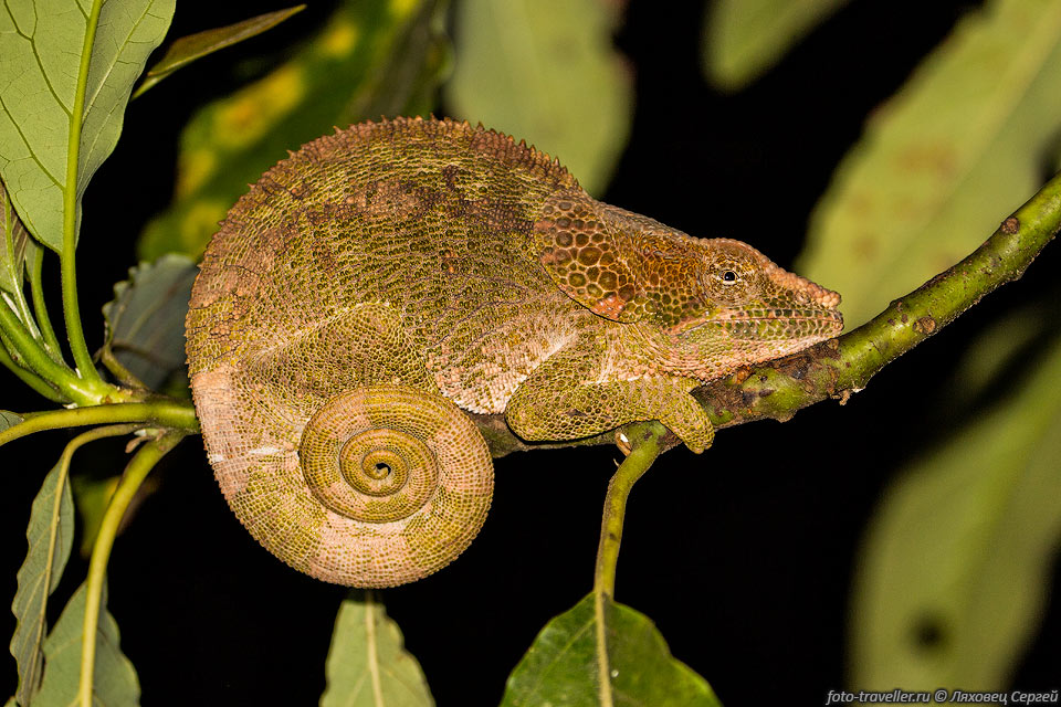 Хамелеон мадагаскарский короткорогий (Calumma brevicorne, Short 
Horned Chameleon).
Самец. Эндемик Мадагаскара.