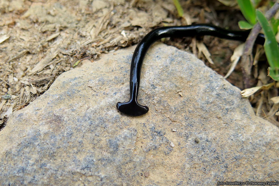 Тропический молотоголовый червь (Flathead planarian, 
Hammerhead worm, Bipalium) относится к роду Бипалии.
Бипалии обитают на влажных почвах субтропических широт. В зависимости от вида, размеры 
червя бывают до нескольких десятков см.