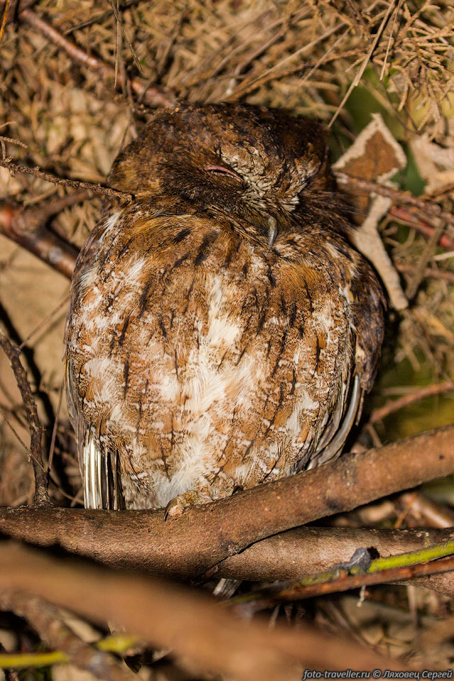 Тропическая совка, мадагаскарская совка (Otus rutilus, 
Rainforest scops owl, Madagascar scops owl) - мелкая сова.
Живет на Мадагаскаре в тропических лесах и редколесьях, окруженных саваннами, а 
также на острове Майотт (Коморские острова).