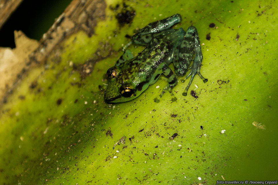  Ярко-зелёная лягушка (Mantidactylus pulcher, Guibemantis 
pulcher, Malagasy glass frog) в парке Аналамазаутра.
Эндемик Мадагаскара. Обитает в субтропических или тропических влажных лесах, болотах.