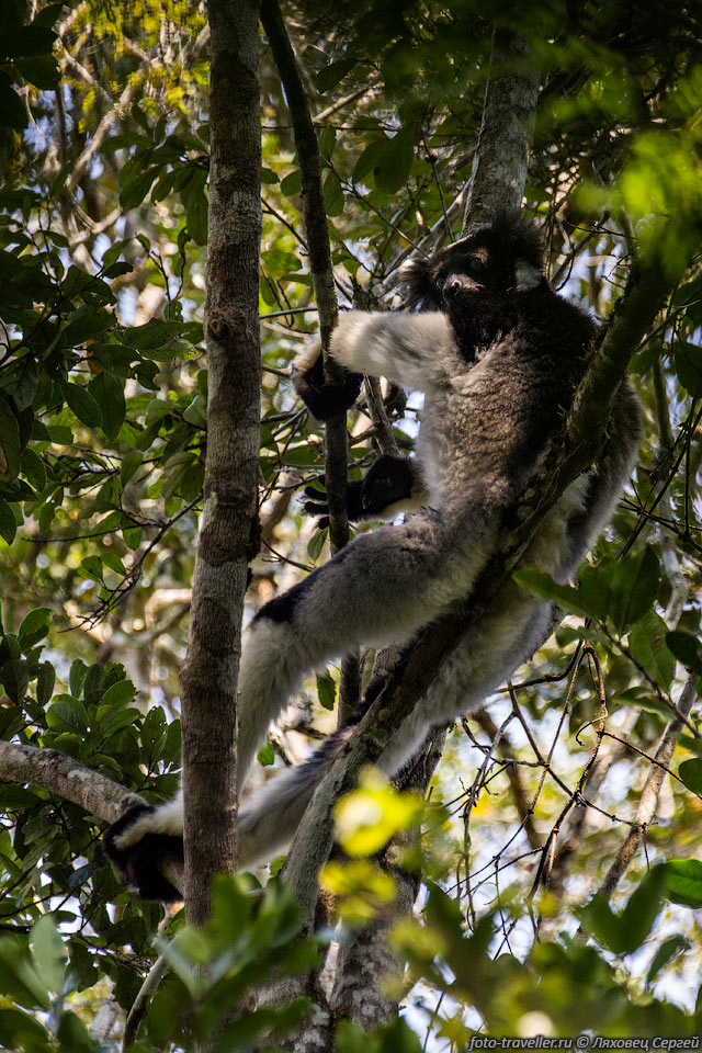 Индри, короткохвостый индри, бабакото (Indri).
Индри являются крупнейшими из современных лемуров и обитают в лесах на северо-востоке 
Мадагаскара.