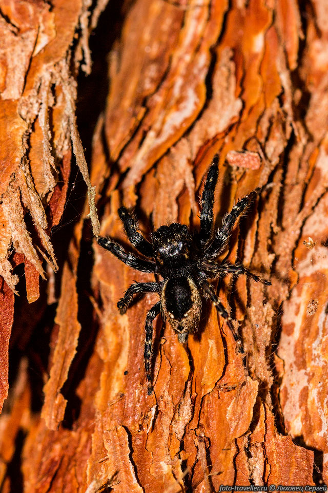 Большой паук в парке Аналамазаутра.