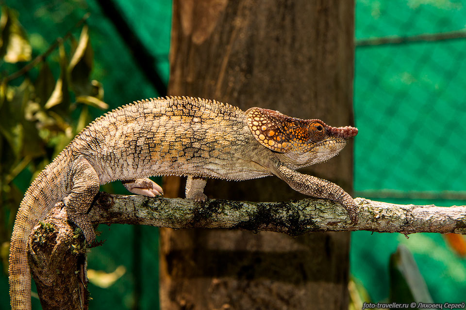 Похож на самца хамелеона мадагаскарского короткорогого (Calumma 
brevicorne, Short Horned Chameleon)