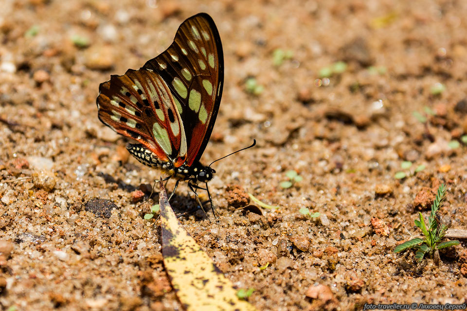 Графиум цирнус (Graphium cyrnus, Red-veined Swallowtail).
Эта бабочка эндемик Мадагаскара.