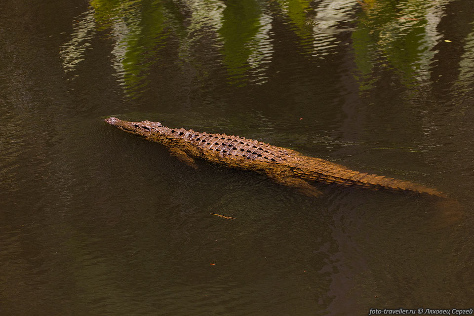 Крокодилов в парке Вакуна откармливают ради их шкур
