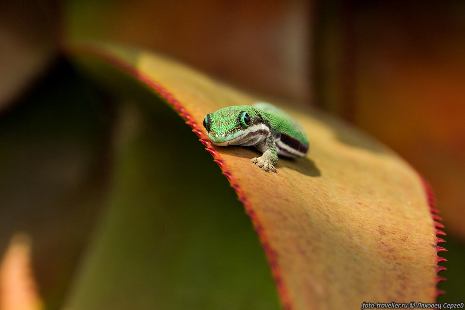 Большой мадагаскарский геккон, Фельзума мадагаскарская, Дневной 
мадагаскарский геккон (Phelsuma grandis, Madagascar Giant Day Gecko).
Это зеленая ящерица с насыщенными красными пятнами, расположенными на спине и голове.
Размер взрослой ящерицы 25-30 см, обитают севере острова Мадагаскар, а также на 
ближайших островах. 
Живут в лесах, можно встретить вблизи поселений. Активны днем, территориальны.