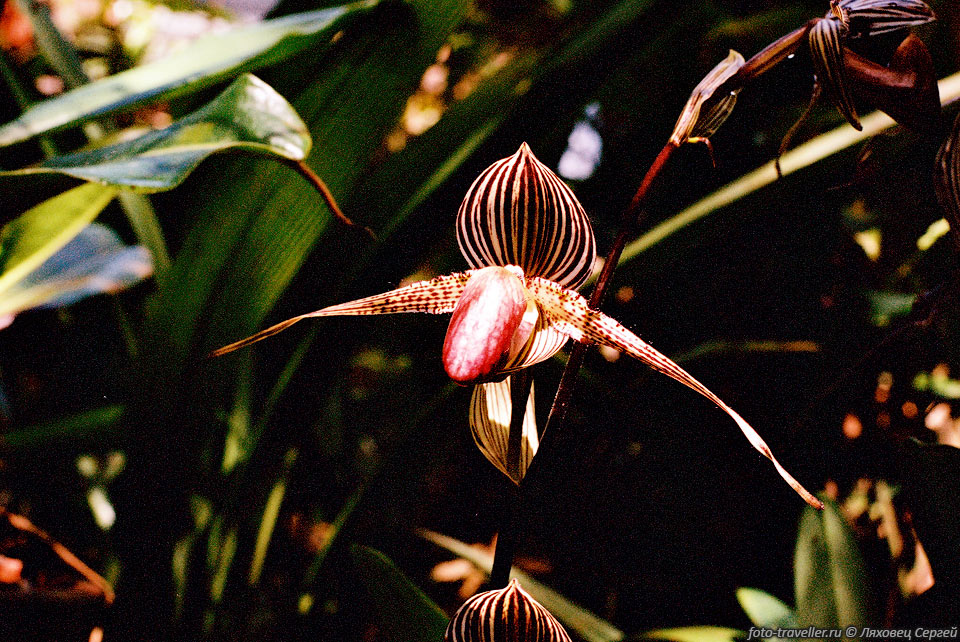 На склонах горы Кинабалу произрастает более тысячи видов орхидей,

многие из которых не встречаются больше нигде.