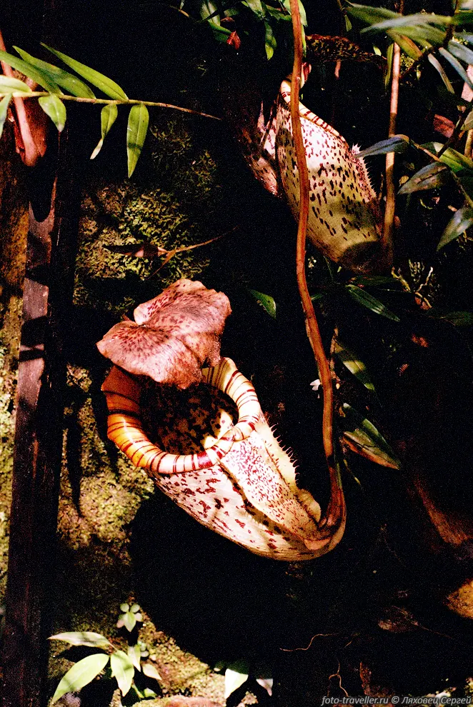 Плотоядное растение-кувшин (Pitcher plants, Nepenthes spp.).