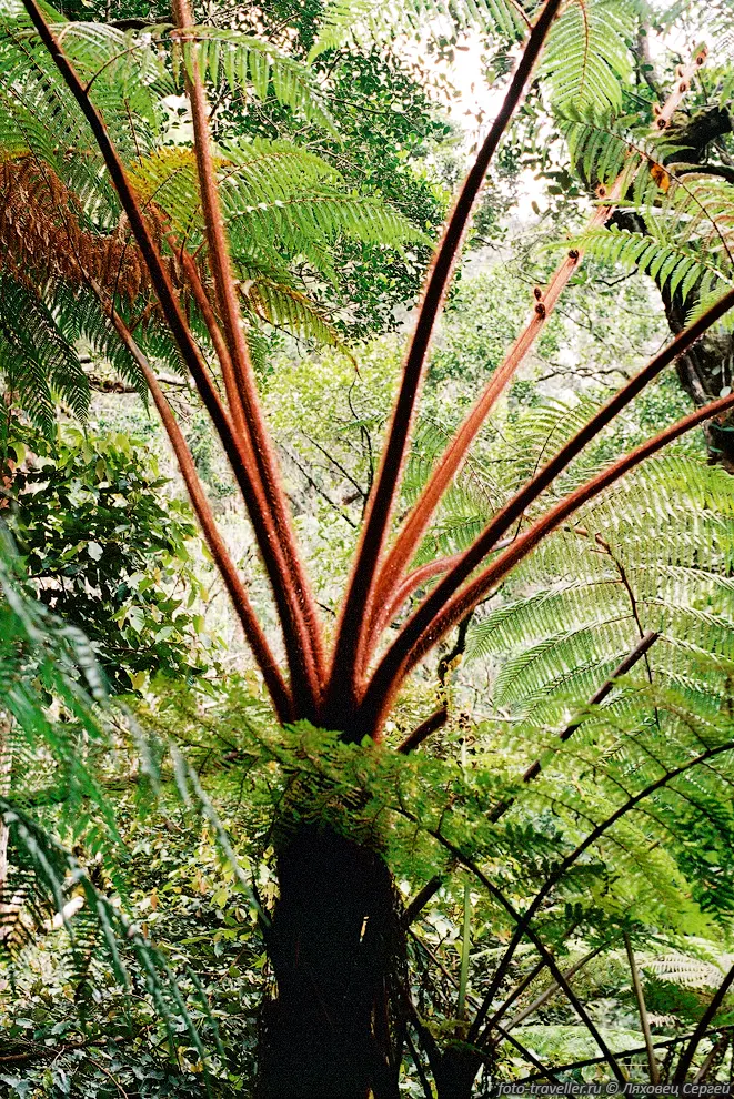 Цикас, Саговник, Папоротниковое дерево (Tree Fern, Cyathea spp.).