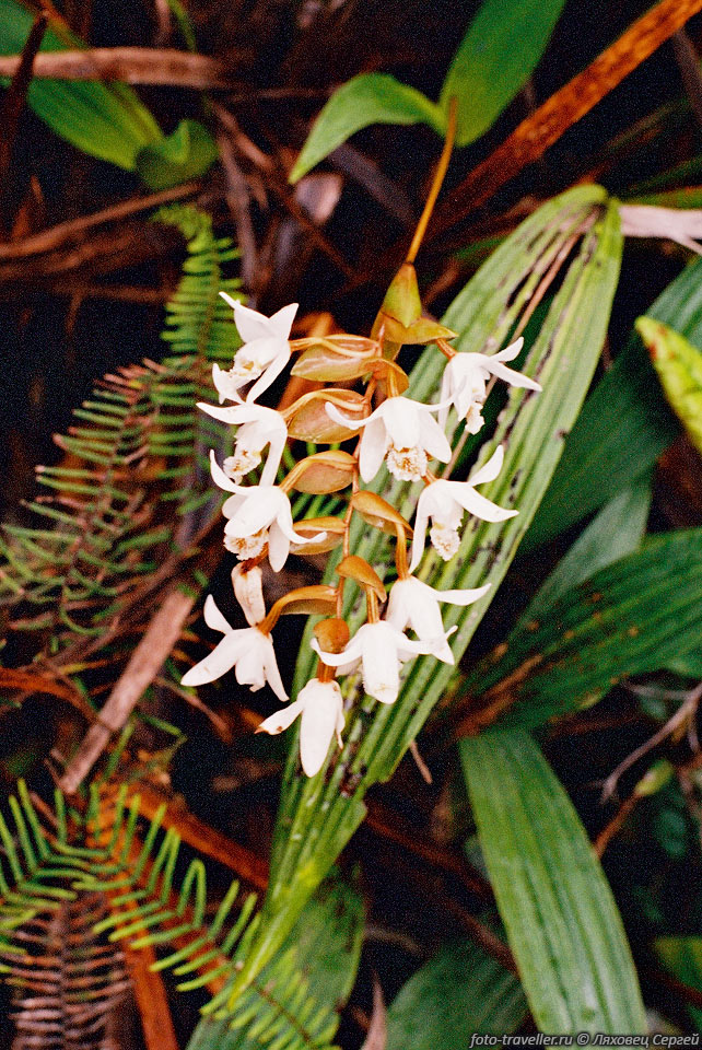 Один из многочисленных видов орхидеи, произрастающих на склонах 
горы Кинабалу.
