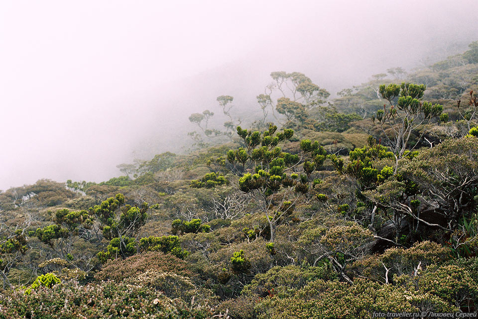 Туман - это постоянное явление на склонах горы Кинабалу.