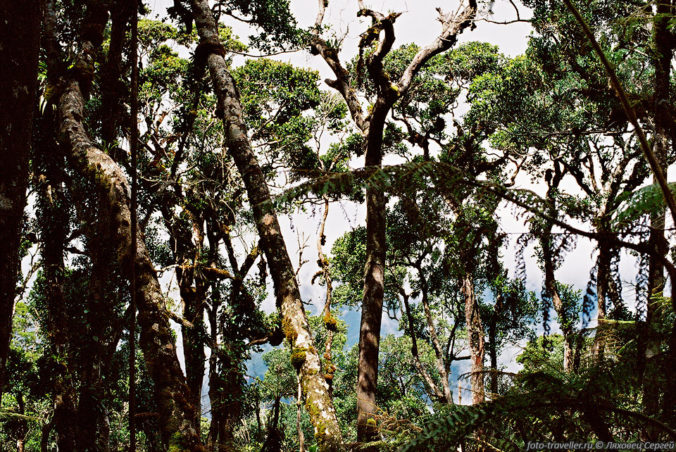 Остров Борнео - это мир густых джунглей, величественных гор и 
таинственных пещер