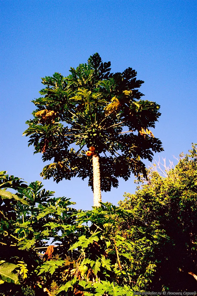 Папайя, «дынное дерево» (Pawpaw, Carica papaya).