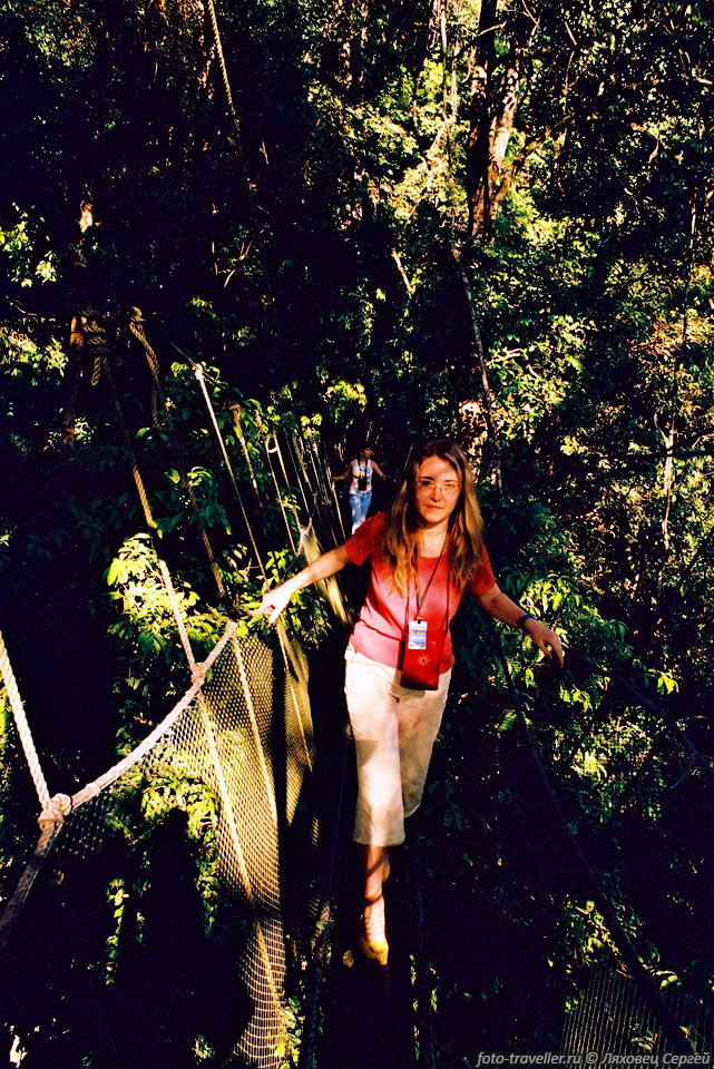 Прогулка-канопи - деревянные помосты на высоте 20 м над землей 
в джунглях для прогулок туристов 
и наблюдений учеными за жизнью в кронах высоких деревьев